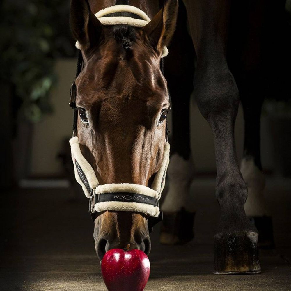 Equiline Tom Halter