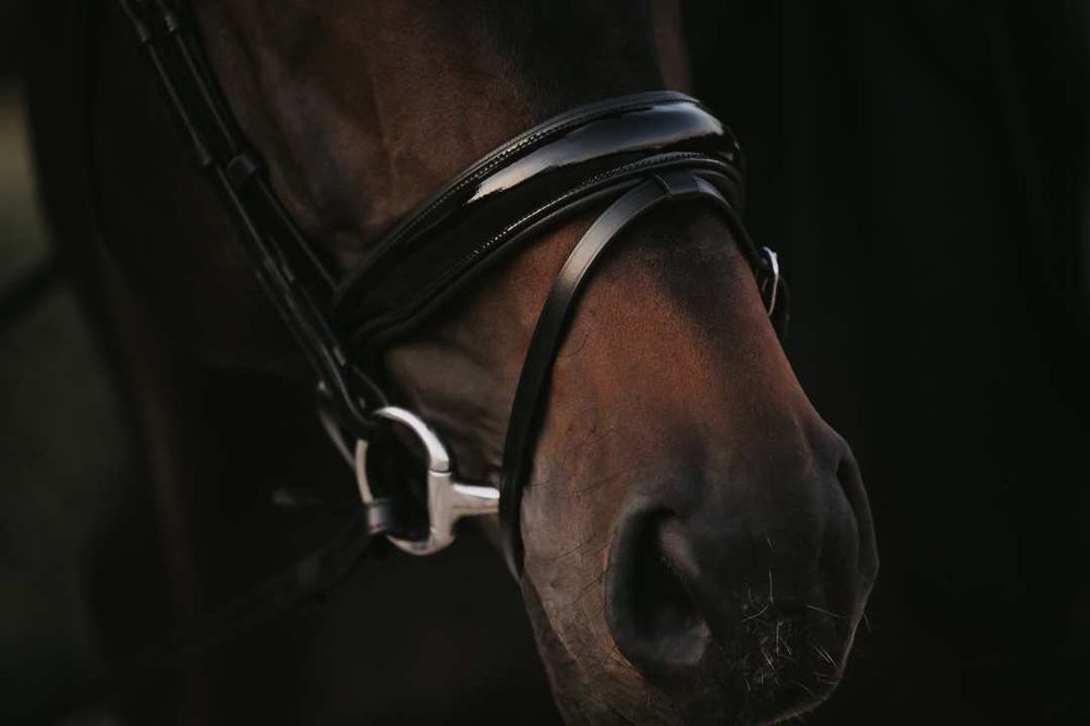 Dy'on Working Collection Patent Large Crank Noseband Bridle w/ Flash 